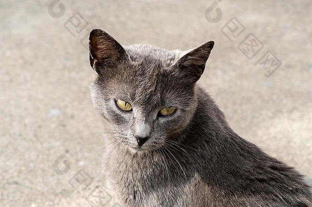灰色的猫肖像