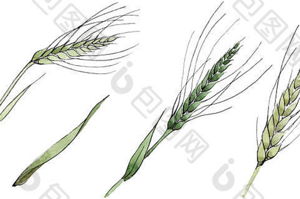 绿色耳朵小麦叶片草水彩背景插图集孤立的spica插图元素