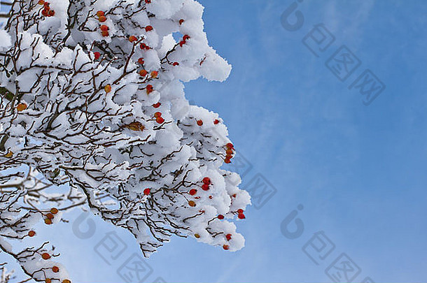 风景如画的冬天风景优美的厚覆盖雪充满活力的红色的冬天浆果