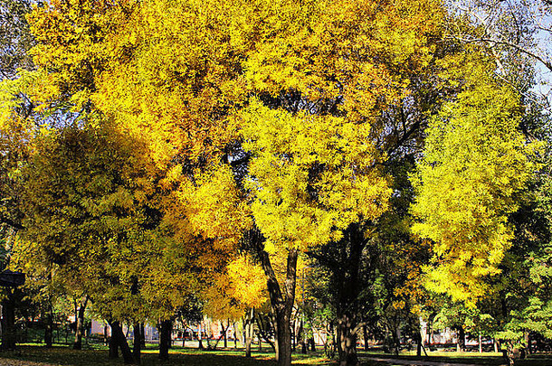 风景如画的色彩斑斓的秋天树花园