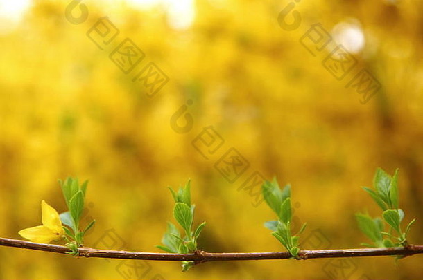 连翘美丽的灌木花朵早期春天黄色的长绿色叶子发布