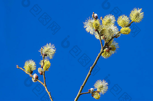 猫咪柳树分支机构柔荑花序蓝色的天空