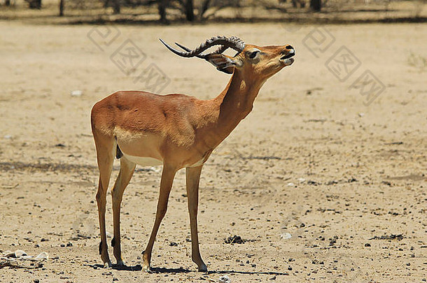 常见的黑斑羚野生动物背景非洲美丽的有趣的自然