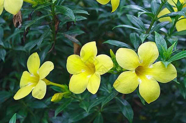 美丽的黄色的花盛开的花园