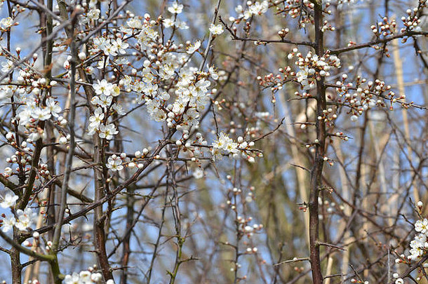 山楂花朵被称为树布鲁姆斯内普沃伦萨福克郡英格兰