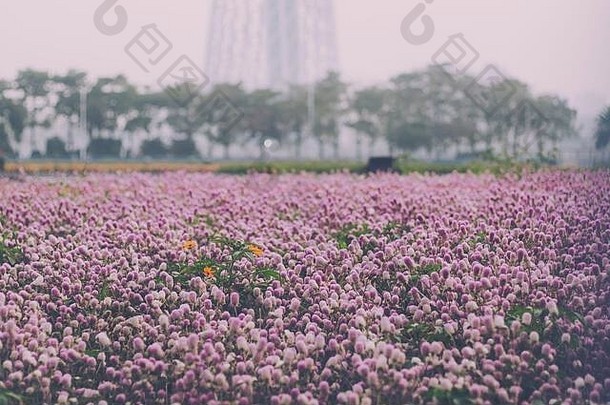图像美丽的可爱的花场粉红色的背景甜蜜的时刻概念背景情人节一天
