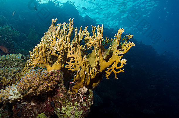 有雀斑的hawkfish寄生虫福斯特里隐藏网火珊瑚千钻dichotoma3 月 19 日知道红色的海埃及