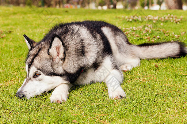 在户外肖像女阿拉斯加雪橇犬狗坐着绿色草坪上