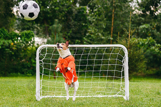 有趣的狗穿橙色工具包荷兰国家团队捕捉<strong>足球足球</strong>球