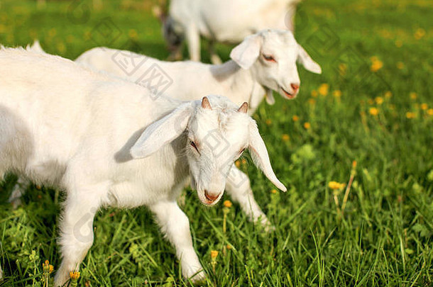 年轻的山羊孩子们玩放牧春天绿色草地蒲公英阳光明媚的下午