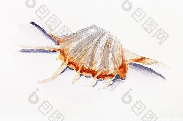 壳牌骨螺蜗牛手画水彩画油漆白色变形纸