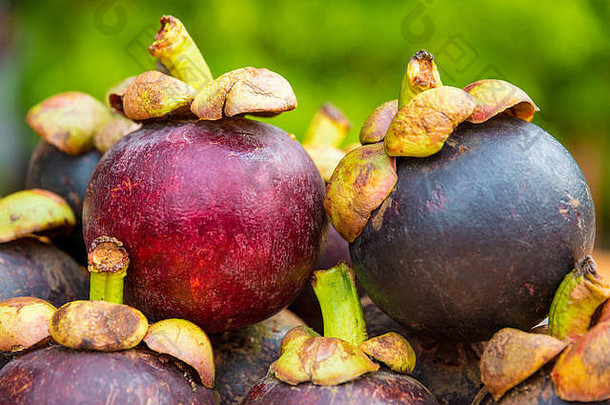 可爱的图片成熟的reddish-purple山竹果山山竹果水果堆放前水果绿色茎