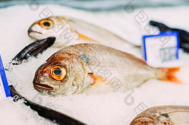 生美味的新鲜的鱼冰市场商店商店鱼重要的部分西班牙语厨房