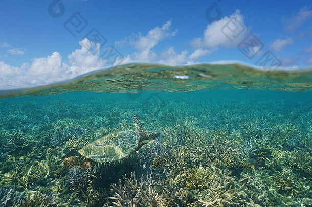 水绿色海乌龟浅珊瑚礁水下<strong>蓝色</strong>的天空云分裂水线加勒多尼亚南pacif