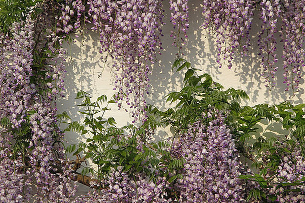 紫藤完整的开花