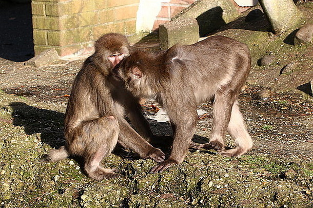 年轻的日本短尾猿雪猴子猴子。福斯卡塔