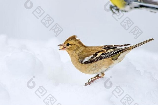 可爱的鸟冬天白色雪背景鸟常见的苍头燕雀边缘腔肠