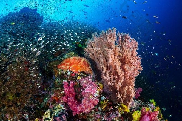 热带鱼色彩斑斓的珊瑚热带珊瑚礁黎塞留岩石泰国