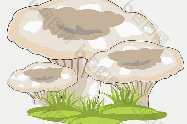 蘑菇草