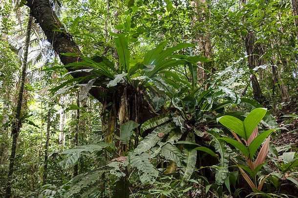 绿色植物区系玻利维亚丛林热带雨林景观密集<strong>的</strong>树叶树植物根负责任<strong>的</strong>可持续发展<strong>的</strong>生态旅游戎