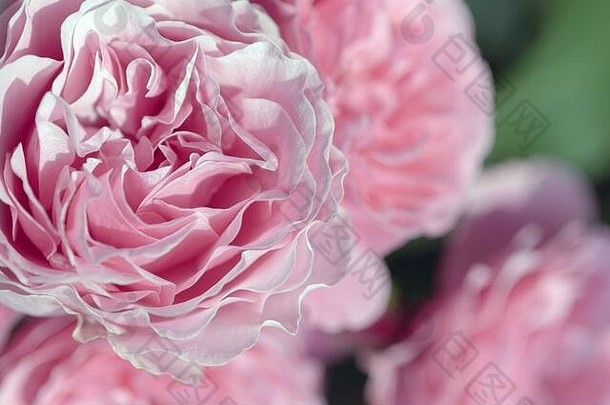 粉红色的牡丹玫瑰特写镜头夏天花设计