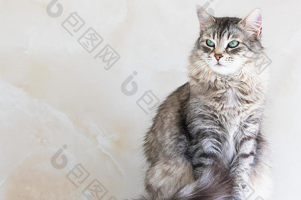 西伯利亚猫灰色银颜色漂亮的小猫室内放松