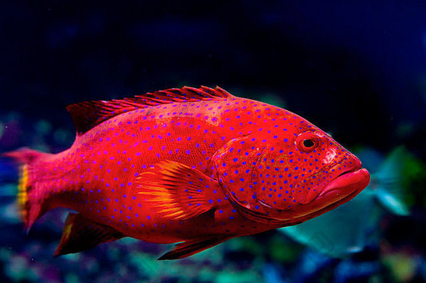 红色的石斑鱼卡布里拉哈姆雷特门