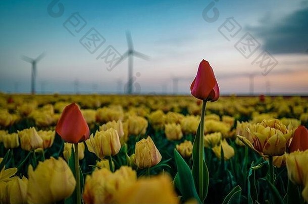 风涡轮空中视图无人机视图风力公园韦斯特米尔戴克风车农场湖艾瑟尔湖最大的荷兰可持续发展的