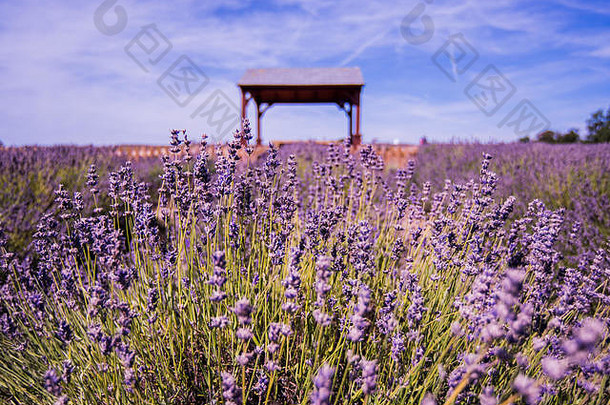 薰衣草场盛开薰衣草花显示丰富的紫色的条纹颜色