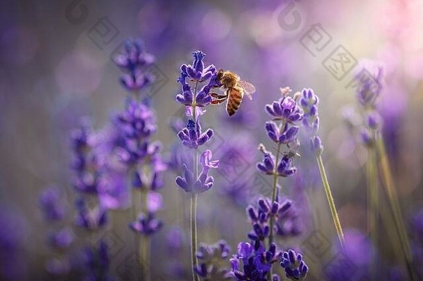 工作一天自然勤奋的蜜蜂收获花粉<strong>紫色</strong>的薰衣草花使蜂蜜夏天特写镜头宏图像