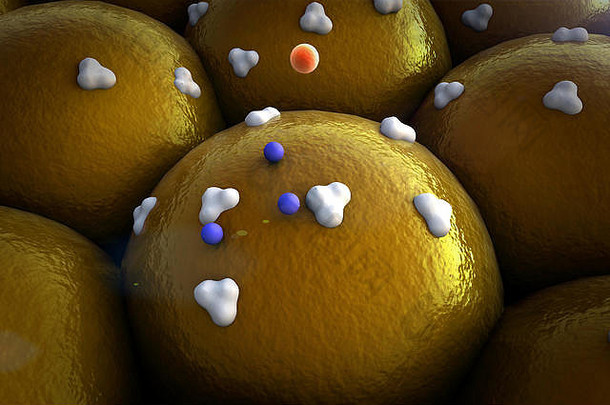 蛋白质脂肪细胞受体静脉细胞表面
