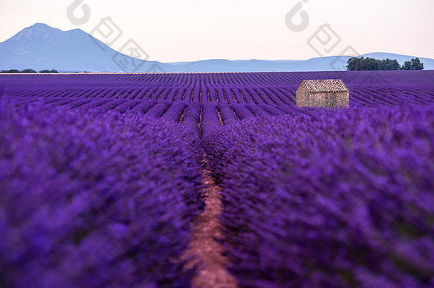 孤独的被遗弃的石头房子薰衣草场夏天紫色的芳香花瓦朗索普罗旺斯法国