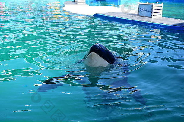 迈阿密佛罗里达美国1月杀手鲸鱼游泳水族馆