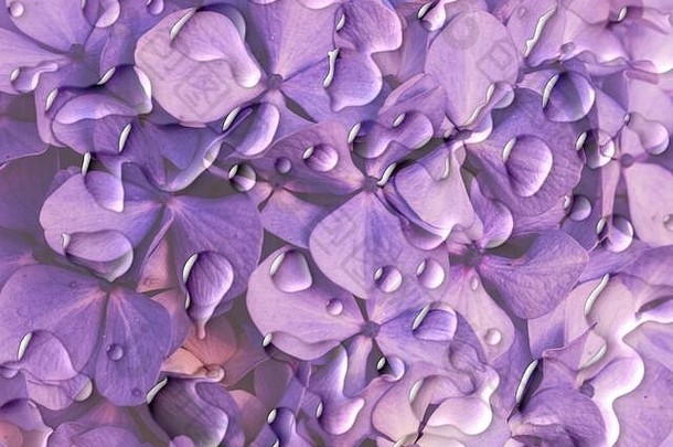 紫色的花背景