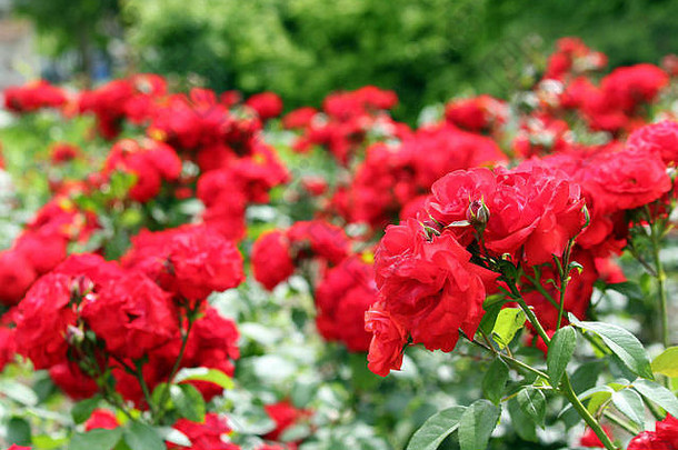 红色的<strong>玫瑰</strong>花园春天场景