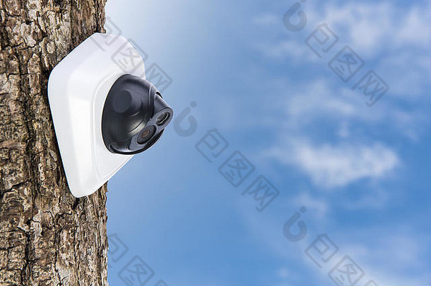 相机橡木树树干美丽的天空背景Copyspace概念技术安全