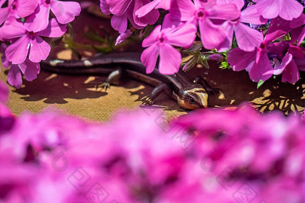 日本排石龙子蜥蜴隐藏了粉红色的花景观山坡上日本公园