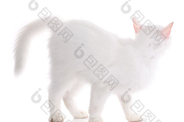 白色猫站横盘整理孤立的白色背景