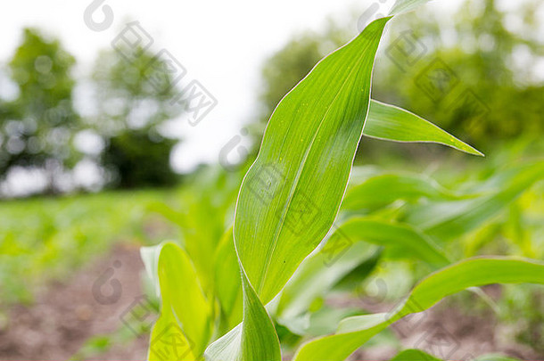 玉米植物叶场绿色玉米叶玉米叶