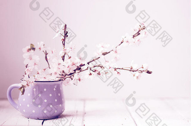 分支野生<strong>樱</strong>桃花可爱的紫色的杯子白色背景春天花背景