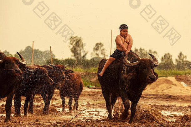 泰国农村传统的场景泰国农民牧羊人男孩骑水牛照顾水牛群回来农舍泰国内地的文化