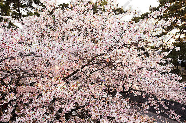 樱桃花朵full-bloomed
