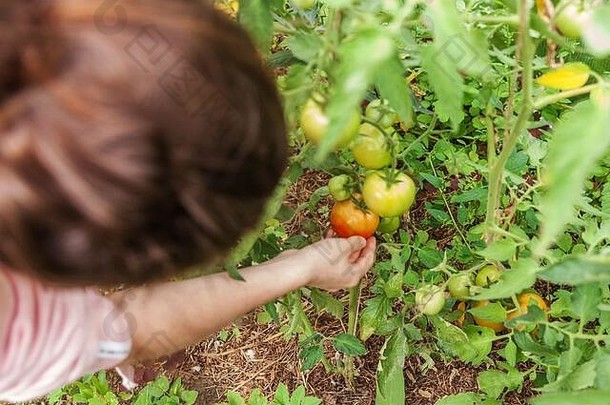 园艺农业概念女人农场工人手挑选新鲜的成熟的有机西红柿温室生产蔬菜食物生产番茄日益增长的温室