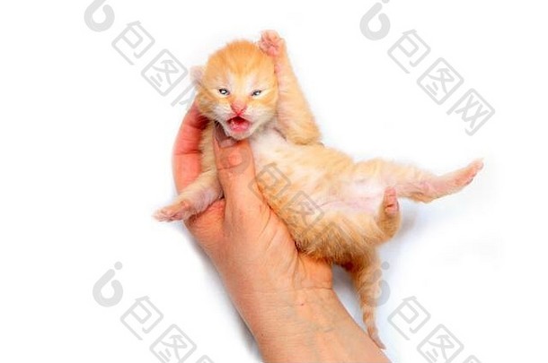 可爱的小新生儿小猫举行手象征护理生活孤立的白色背景