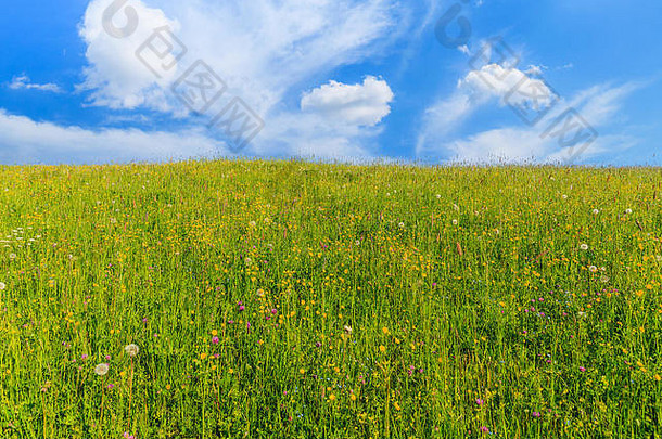 黄色的花绿色草地白色云蓝色的天空塔特拉山山波兰