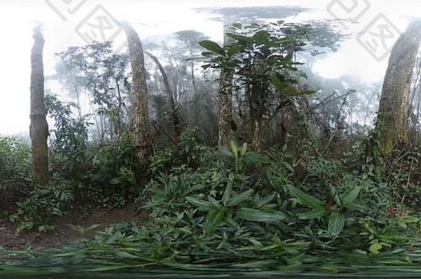 路径密集的绿色热带雨林树隐藏的雾巴西照片