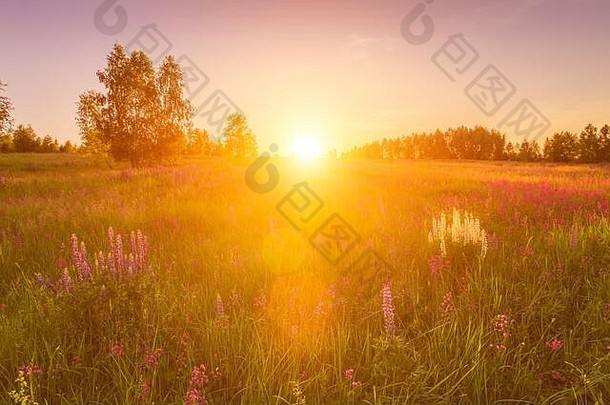 日落黎明场紫色的白色羽扇豆野生康乃馨年轻的桦树清晰的夏天天气清晰的万里无云的天空景观