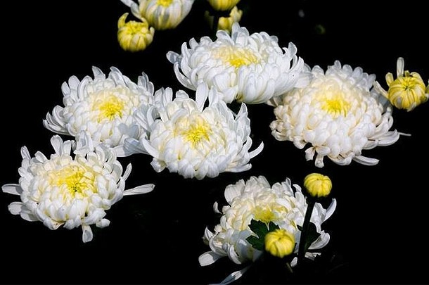 群盛开的白色菊花花孤立的黑色的背景