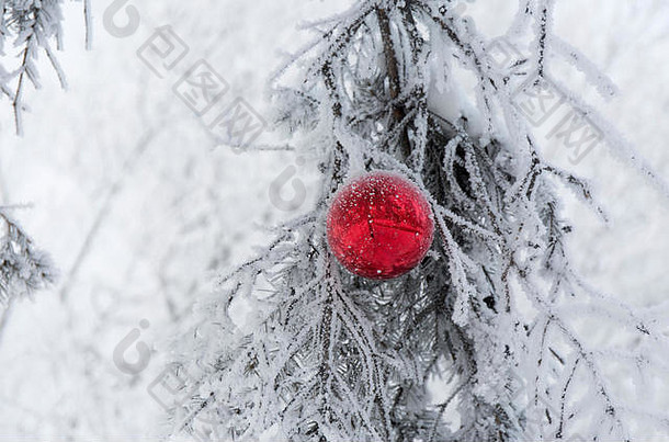 红色的圣诞节球冷淡的冷杉树分支机构冬天模糊背景