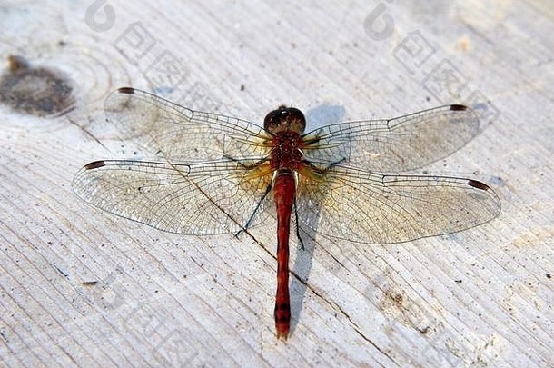 红色的蜻蜓坐着木甲板